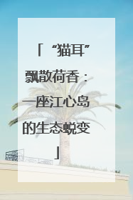 “猫耳”飘散荷香：一座江心岛的生态蜕变