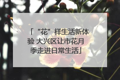 “花”样生活新体验 大兴区让市花月季走进日常生活