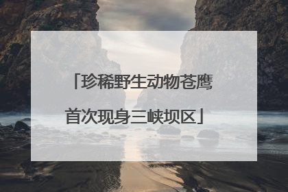 珍稀野生动物苍鹰首次现身三峡坝区