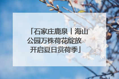 石家庄鹿泉丨海山公园万株荷花绽放 开启夏日赏荷季