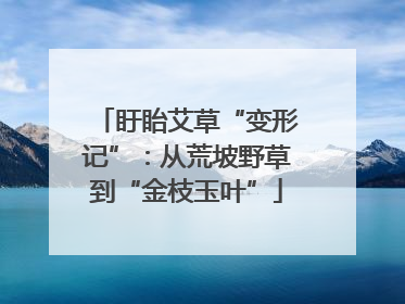盱眙艾草“变形记”：从荒坡野草到“金枝玉叶”