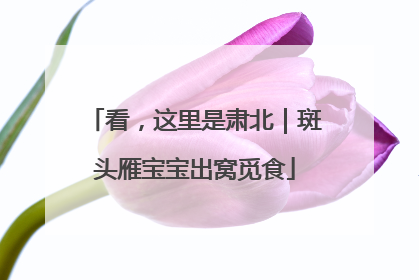 看，这里是肃北｜斑头雁宝宝出窝觅食