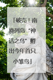 破壳！南麂列岛“神话之鸟”孵出今年首只小雏鸟