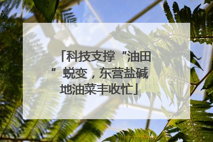 科技支撑“油田”蜕变，东营盐碱地油菜丰收忙