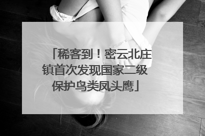 稀客到！密云北庄镇首次发现国家二级保护鸟类凤头鹰
