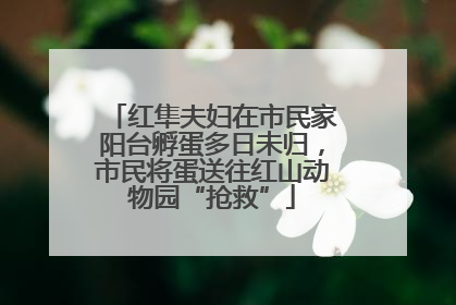 红隼夫妇在市民家阳台孵蛋多日未归，市民将蛋送往红山动物园“抢救”