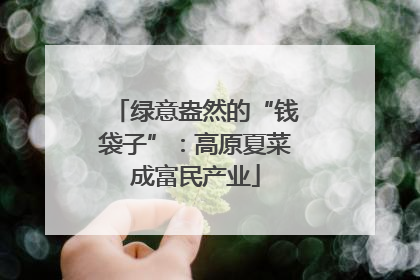 绿意盎然的“钱袋子”：高原夏菜成富民产业