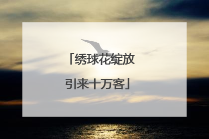 绣球花绽放 引来十万客