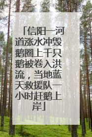 信阳一河道涨水冲毁鹅圈上千只鹅被卷入洪流，当地蓝天救援队一小时赶鹅上岸