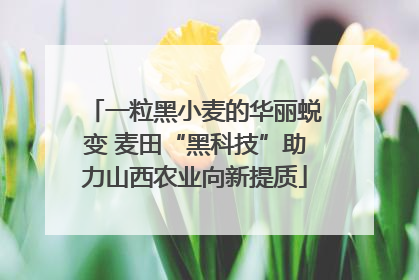 一粒黑小麦的华丽蜕变 麦田“黑科技”助力山西农业向新提质