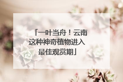 一叶当舟！云南这种神奇植物进入最佳观赏期