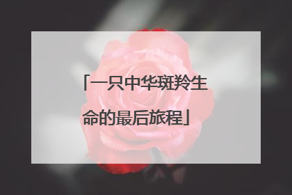 一只中华斑羚生命的最后旅程