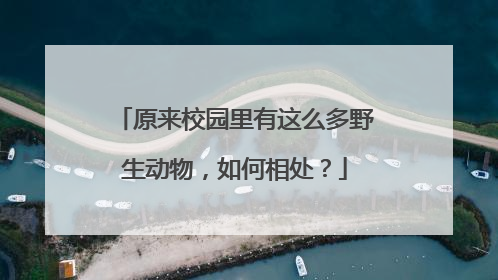 原来校园里有这么多野生动物，如何相处？