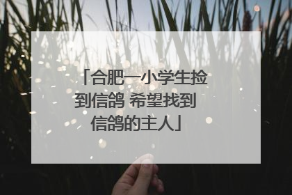 合肥一小学生捡到信鸽 希望找到信鸽的主人