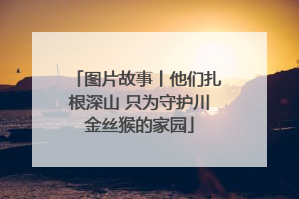 图片故事丨他们扎根深山 只为守护川金丝猴的家园