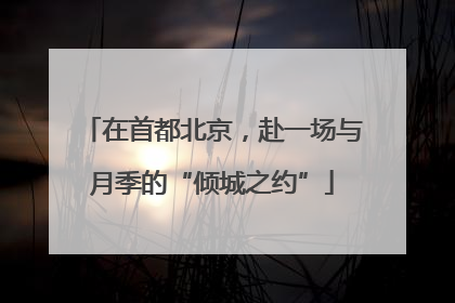 在首都北京，赴一场与月季的“倾城之约”