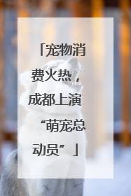 宠物消费火热，成都上演“萌宠总动员”
