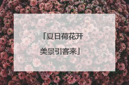 夏日荷花开 美景引客来