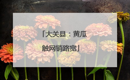 大关县：黄瓜触网销路宽
