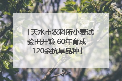 天水市农科所小麦试验田开镰 60年育成120余抗旱品种