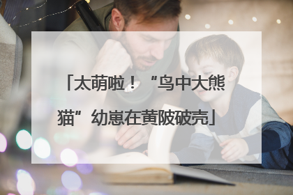 太萌啦！“鸟中大熊猫”幼崽在黄陂破壳
