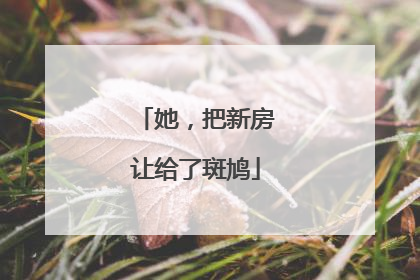 她，把新房让给了斑鸠