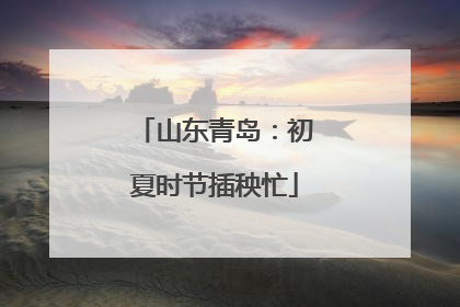 山东青岛：初夏时节插秧忙