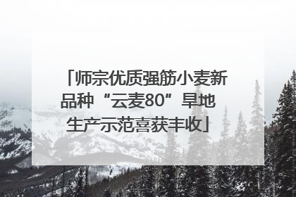 师宗优质强筋小麦新品种“云麦80”旱地生产示范喜获丰收
