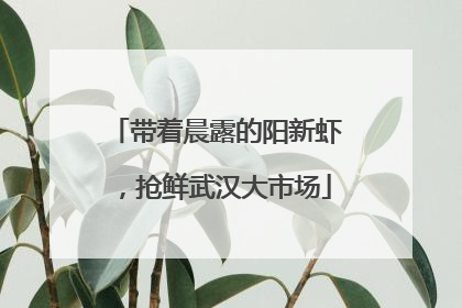 带着晨露的阳新虾，抢鲜武汉大市场