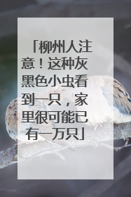 柳州人注意！这种灰黑色小虫看到一只，家里很可能已有一万只