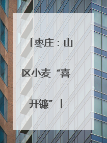 枣庄：山区小麦“喜开镰”