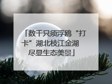数千只须浮鸥“打卡”湖北枝江金湖 尽显生态美景