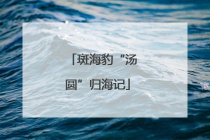 斑海豹“汤圆”归海记