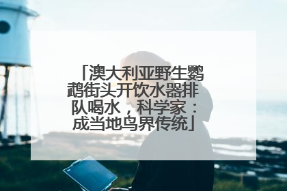 澳大利亚野生鹦鹉街头开饮水器排队喝水，科学家：成当地鸟界传统