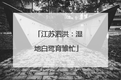 江苏泗洪：湿地白鹭育雏忙