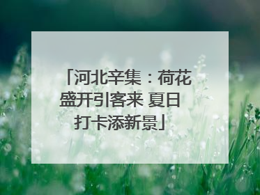 河北辛集：荷花盛开引客来 夏日打卡添新景
