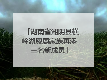 湖南省湘阴县横岭湖麋鹿家族再添三名新成员