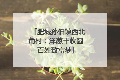 肥城孙伯镇西北角村：洋葱丰收圆百姓致富梦