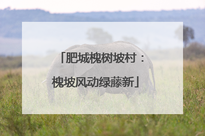 肥城槐树坡村：槐坡风动绿藤新