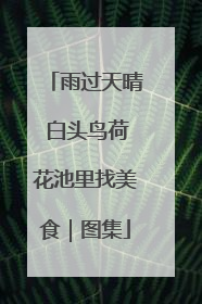 雨过天晴 白头鸟荷花池里找美食｜图集