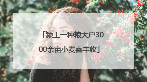 颍上一种粮大户3000余亩小麦喜丰收