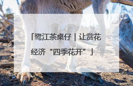 鹭江茶桌仔｜让赏花经济“四季花开”