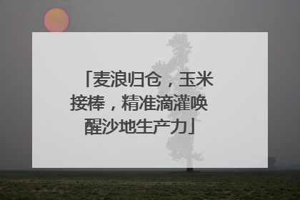 麦浪归仓，玉米接棒，精准滴灌唤醒沙地生产力