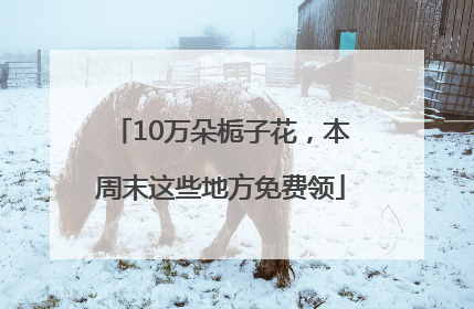 10万朵栀子花，本周末这些地方免费领