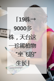 19株→9000多株，天台这一珍稀植物“坐飞的”生长