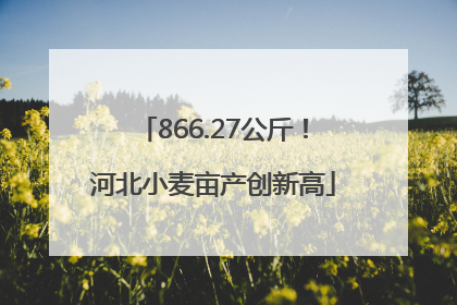 866.27公斤！河北小麦亩产创新高
